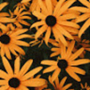 Meet your Posher, Zoe